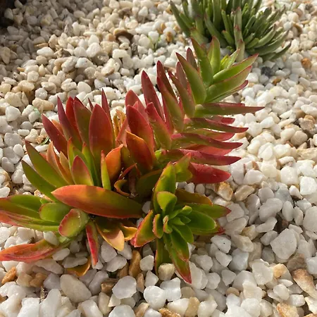 דירה Barista Homes